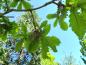 Preview: Kejsarek, Quercus dentata