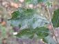 Preview: Quercus hispanica Wageningen