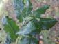 Preview: Quercus hispanica Wageningen