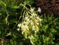 Preview: Ribes sanguineum Tydemann´s White