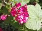 Preview: Rosarote Blüten der Blutjohannisbeere