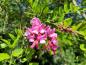Preview: Rosa Blüten der Borstenrobinie im Juli