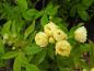 Preview: Die gelben Blüten der Rosa banksiae Lutea erblühen schon im Mai.