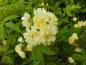 Preview: Gelbblühende Kletterrose Rosa banksiae Lutea