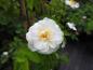 Preview: Weißblühende Fadenstielige Rose