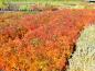 Preview: Leuchtend gelb-rote Herbstfärbung der Rosa nitida