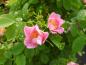 Preview: Doldenrose mit kräftig rosa Blüten