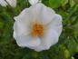 Preview: Halbimmergrüne Kletterrose - Nahaufnahme der weißen Blüte