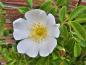 Preview: Weiße Blüte der Rosa agrestis