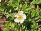 Preview: Eine weißblühende Wildrose: die Ackerrose