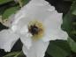 Preview: Die weißen Blüten der Kartoffelrose Alba sind bei Insekten beliebt.