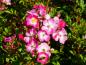 Preview: Pinke Blüten der Strauchrose Mozart