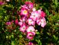 Preview: Strauchrose Mozart - rosa Blüten mit weißem Auge