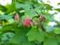 Preview: Zimthimbeere mit rotem Fruchtschmuck im Juli