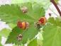 Preview: Erster Fruchtansatz der Rubus trifidus