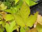 Preview: Dreilappiges Blatt von Rubus trifidus