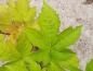 Preview: Rubus trifidus mit stark eingeschnittenen Blättern