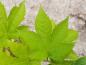 Preview: Auffälliges Blatt von Rubus trifidus