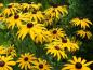 Preview: .Rudbeckia fulgida Goldsturm