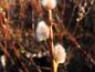 Preview: Schiebelweide, Salix Schiebel mit Blütenkätzchen