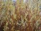 Preview: Die rötlichen Triebe der Weißweide Britzensis mit gelbem Herbstlaub