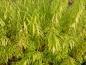 Preview: Amur-Weide mit gelbem Herbstlaub