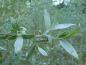 Preview: Laub der Salix alba Sericea