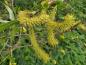 Preview: Salix alba