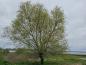 Preview: Salix alba