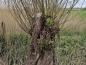 Preview: Salix alba