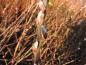 Preview: Austreibende Kätzchen der Salix caprea Bögelsack