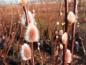 Preview: Die schönen Kätzchen der Salix caprea Silberglanz