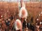 Preview: Salix caprea Silberglanz, Kätzchen