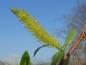 Preview: Salix fragilis, Blütenstand