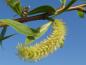Preview: Blütenstand der Salix Fragilis