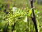 Preview: Salix nigricans, Schwarzwerdende Weide, Blüte