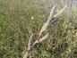 Preview: Blüten der Salix purpurea Pendula