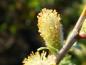 Preview: Blüte der Salix schraderiana, Zweifarbige Weide