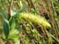 Preview: Salix triandra Black Hollander mit Blüte