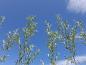 Preview: Salix alba Belders
