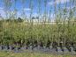 Preview: Salix alba Belders