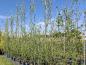 Preview: Salix alba Belders
