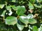 Preview: Teeblatt-Weide mit glänzenden Blättern