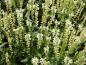 Preview: Dekorative Wirkung des Salvia nemorosa Adrian