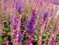 Preview: Leuchtende Farben des Salvia nemorosa Ostfriesland