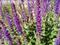 Preview: Violette Blüten des Steppen-Salbei Ostfriesland