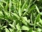 Preview: Salbei mit befilzten, graugrünen Blättern