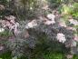 Preview: Sambucus nigra Black Lace®