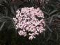 Preview: Sambucus nigra Black Lace®