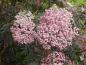 Preview: Sambucus nigra Black Lace®